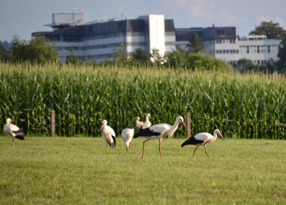 Storchentag in Ried