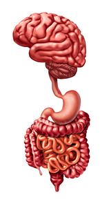 Brain gut connection and mind digestion link as a psychobiotic medical concept with 3D illustration elements.